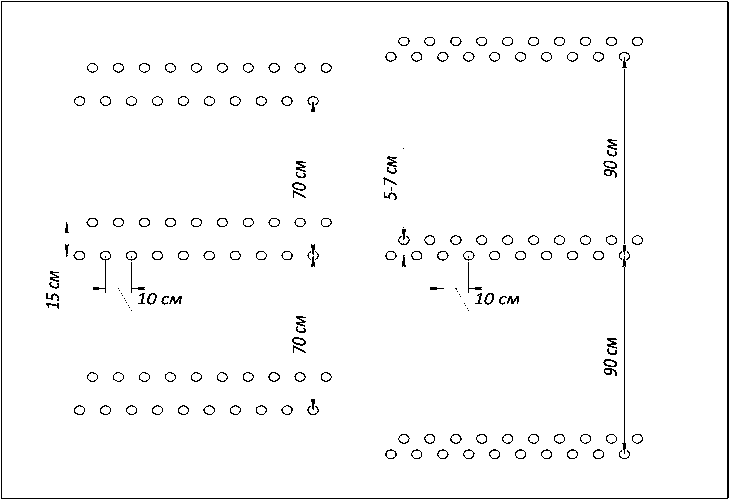 Схема посадки растения